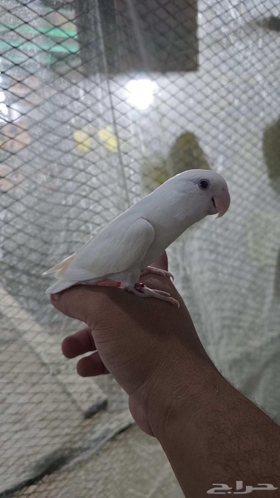 For sale Pinno's rose (bird)64590177623553110