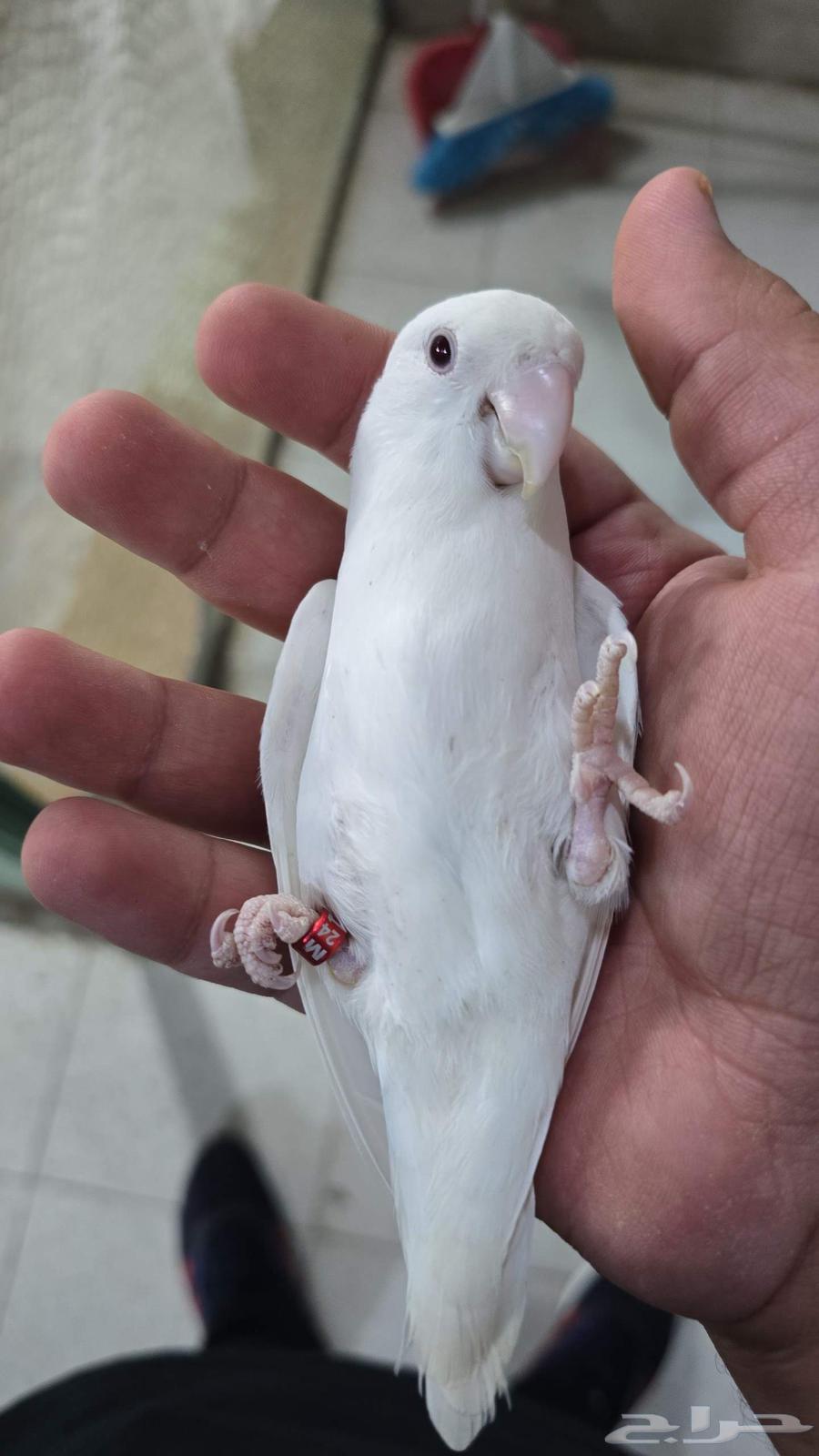 For sale Pinno's rose (bird)64590177623553111