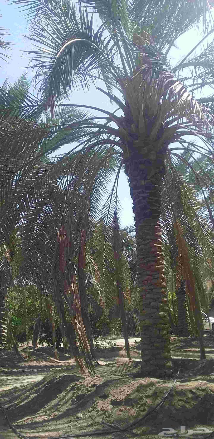 نخل برحي نجران درجه أولى ... نخله مثمره جاهزه الكميه مفتوحه64596328467459111