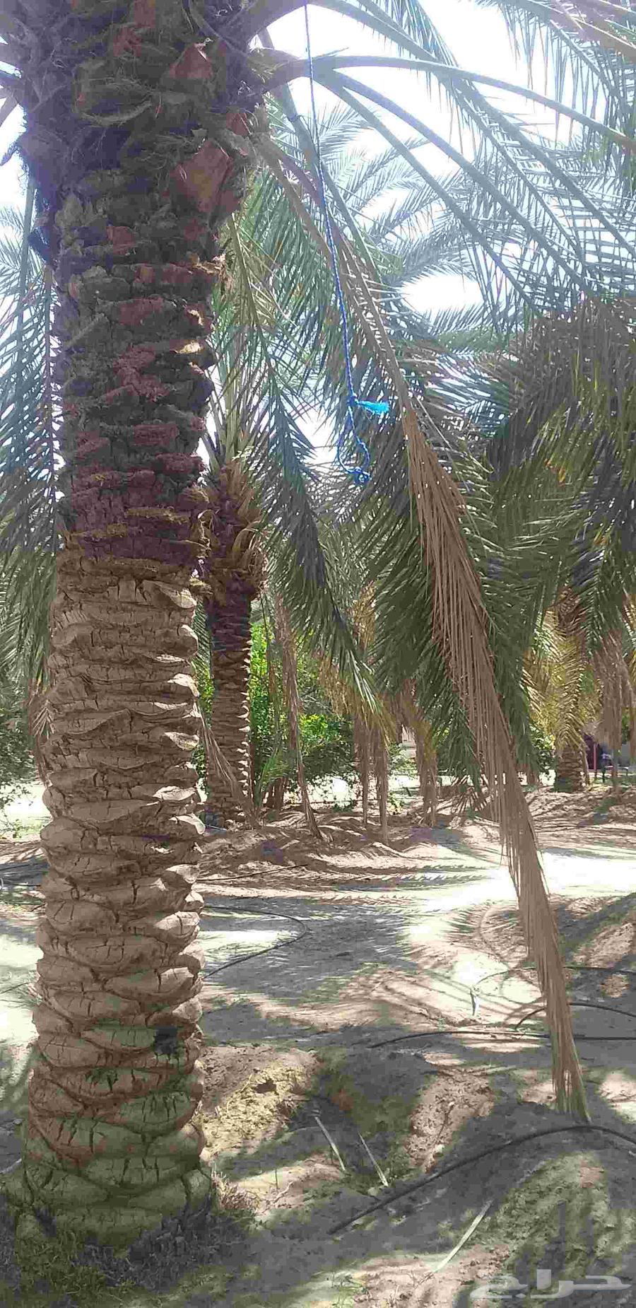 نخل برحي نجران درجه أولى ... نخله مثمره جاهزه الكميه مفتوحه64596328467459110