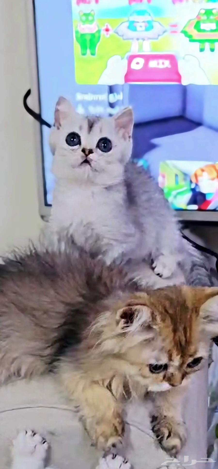 كتن سكوتش فولد وستريت البيع سمح64592950893825114