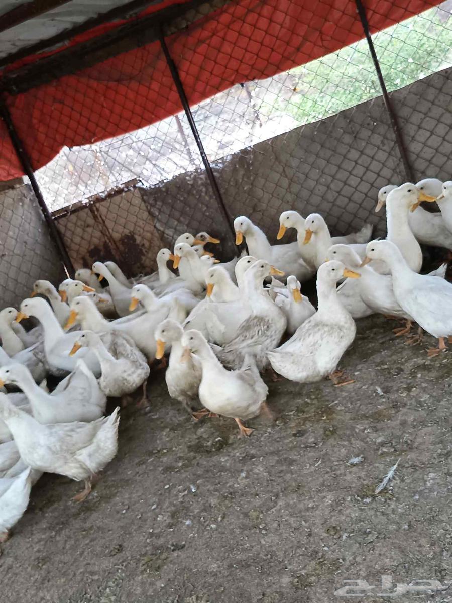 بط بكيني للبيع64593741807233114