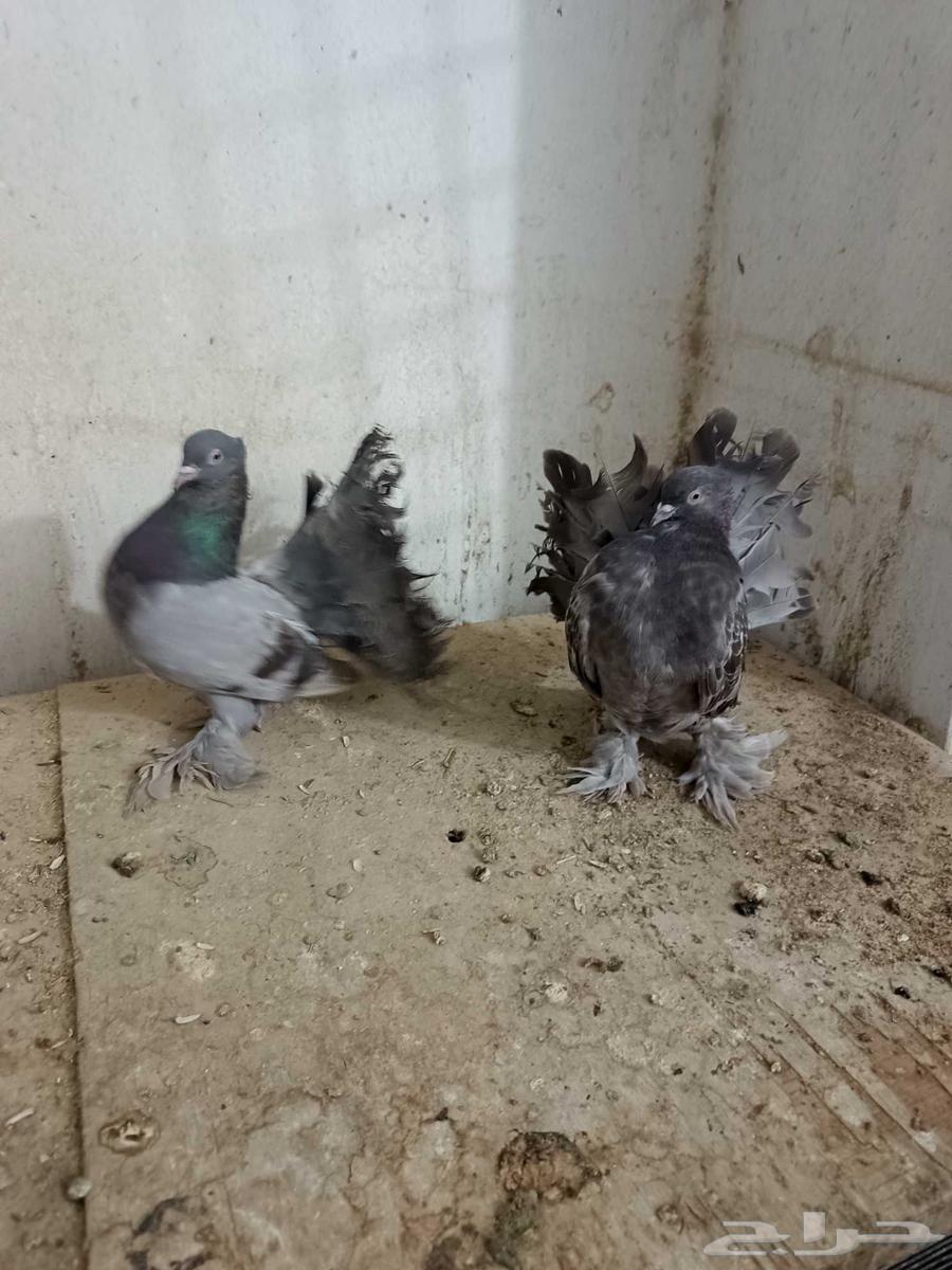 جوز حمام هندي64595907020419112