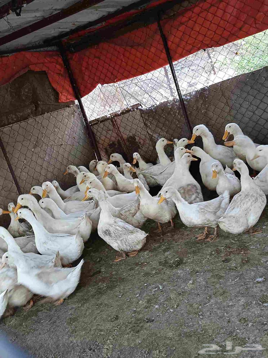 بط بكيني للبيع64593741807233111