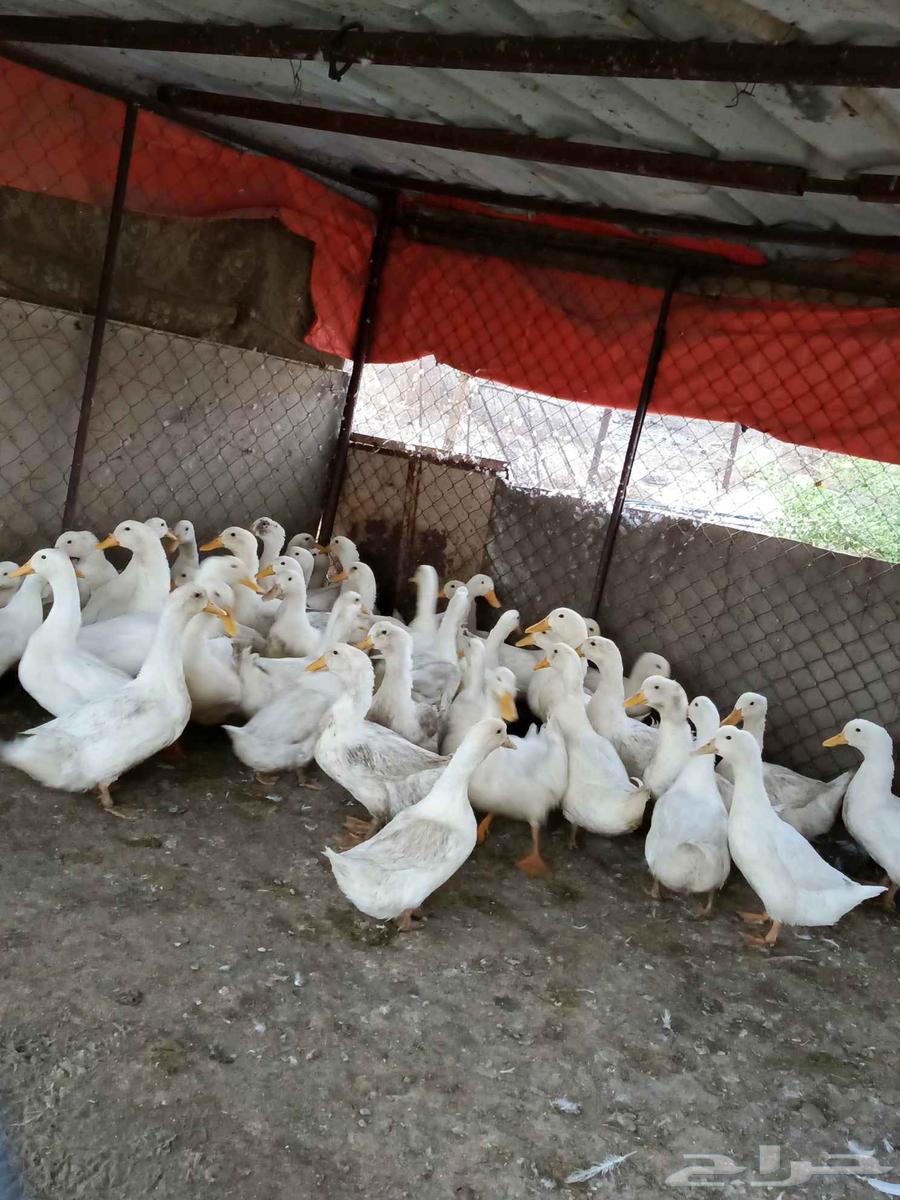 بط بكيني للبيع64593741807233112