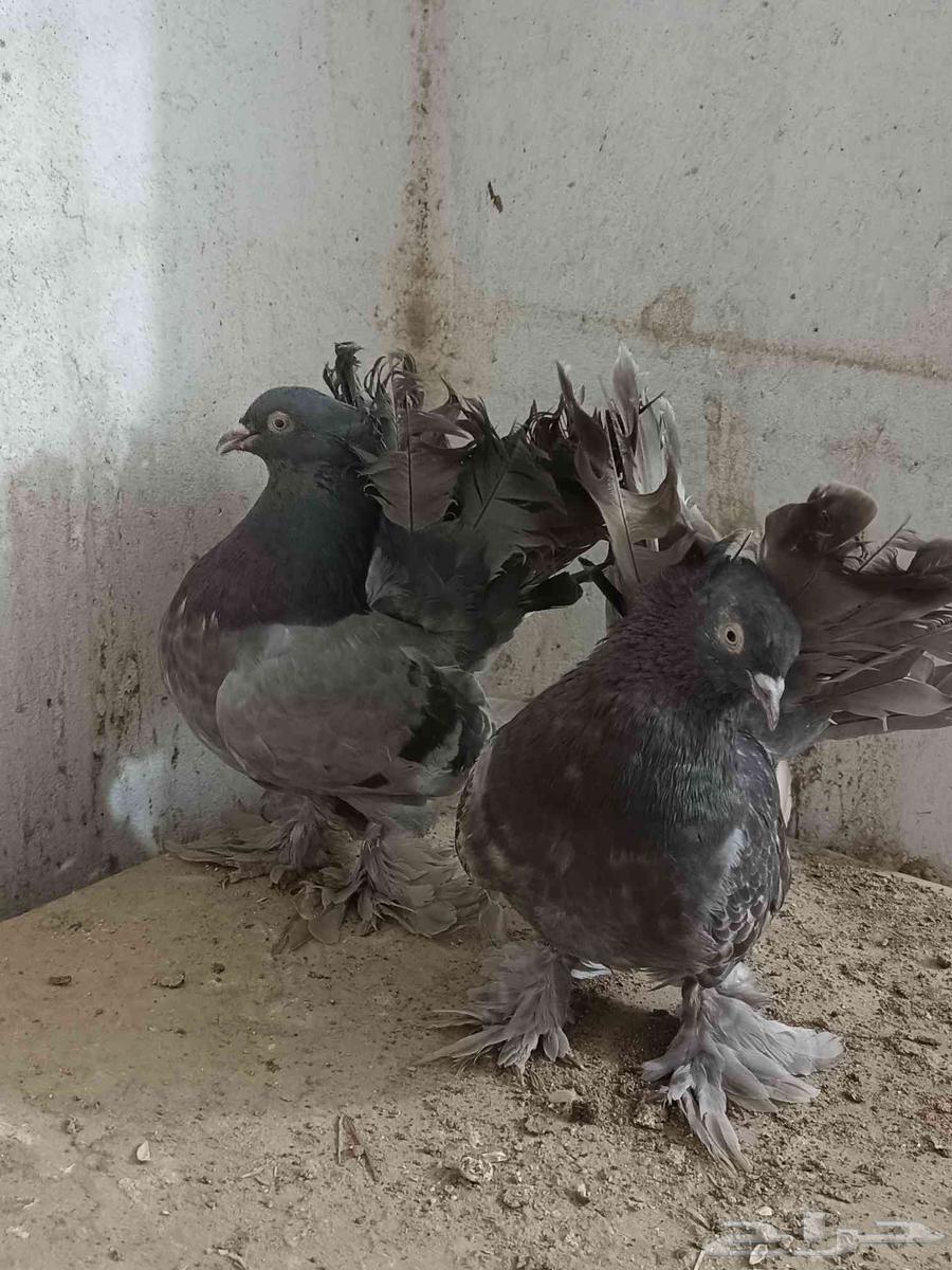 جوز حمام هندي64595907020419111