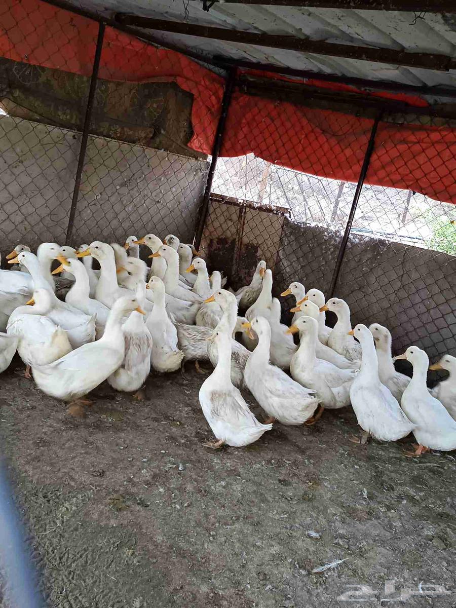 بط بكيني للبيع64593741807233110