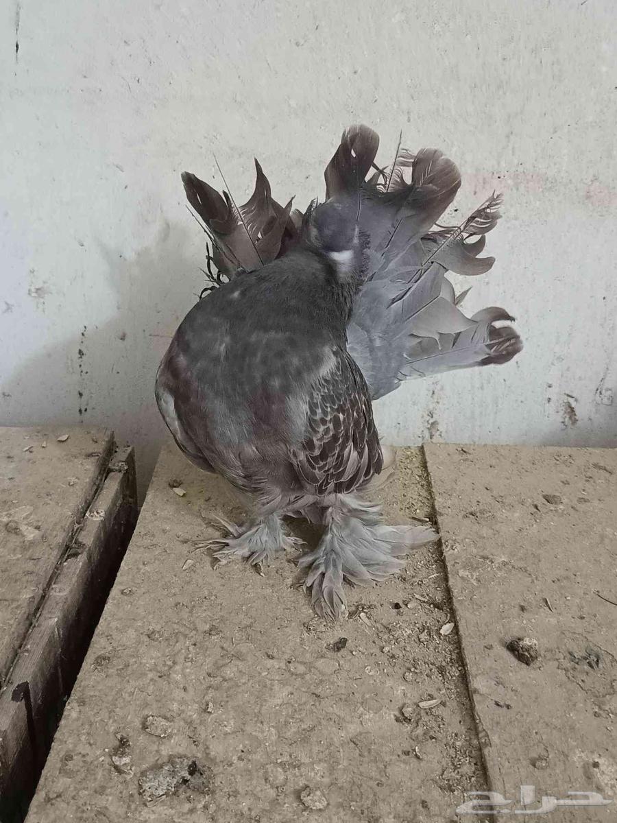 جوز حمام هندي64595907020419114