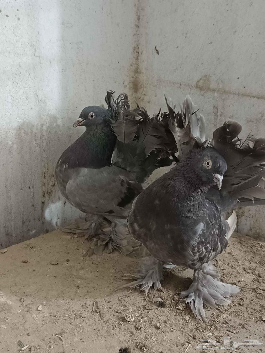 جوز حمام هندي64595907020419110