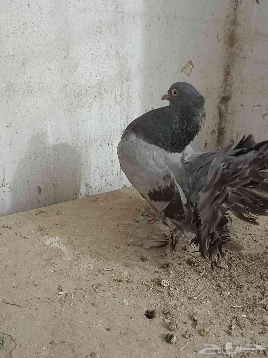 جوز حمام هندي64595907020419113