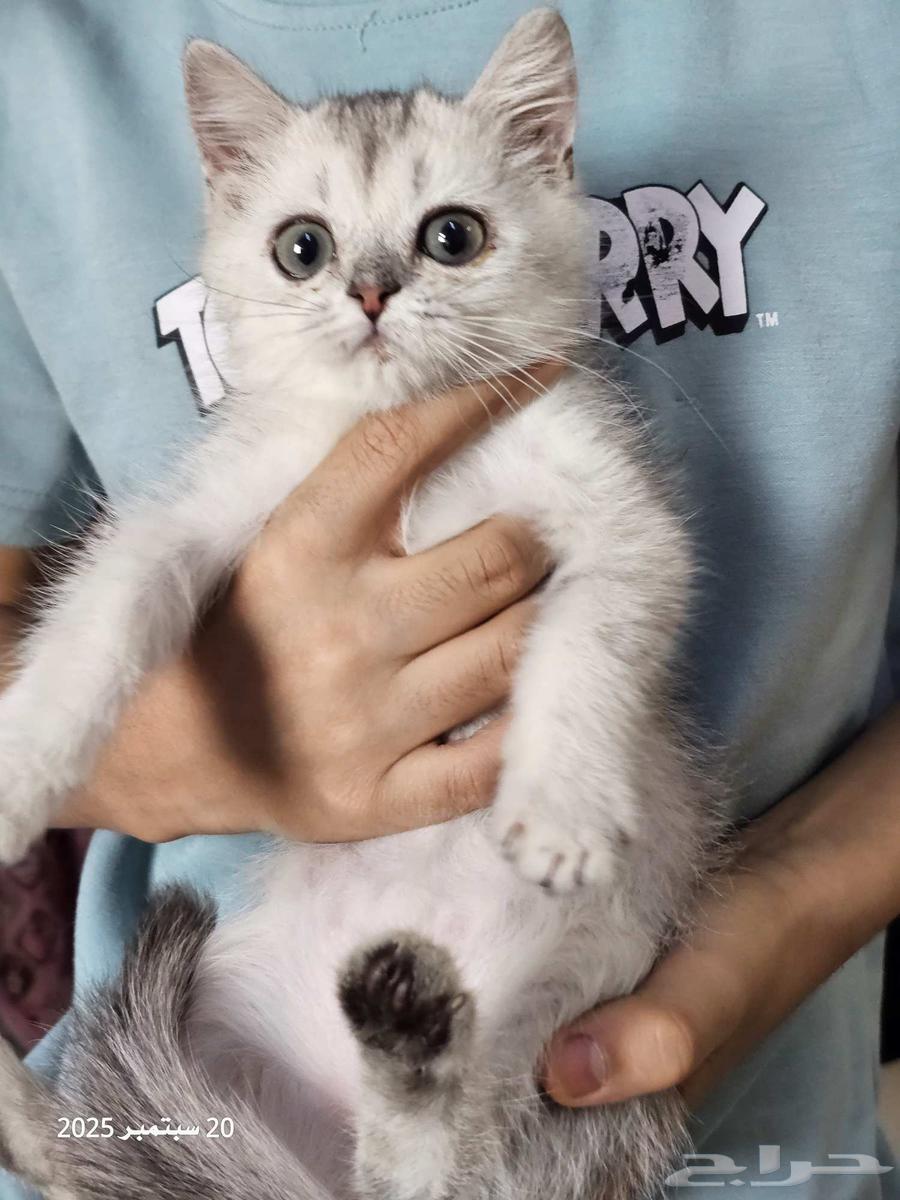 كتن سكوتش فولد وستريت البيع سمح64592950893825112