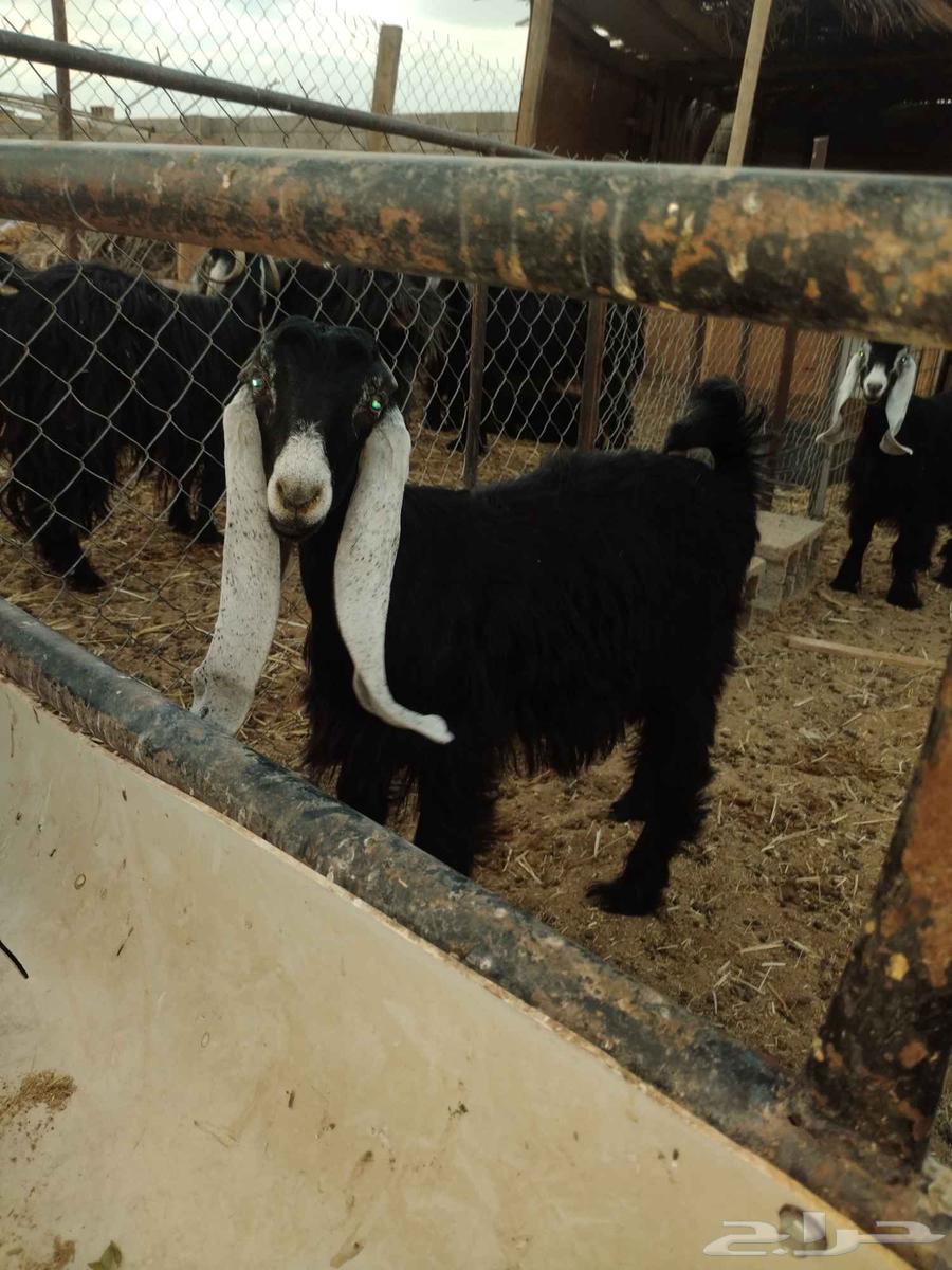 جفار صنف للبيع64596079715841111