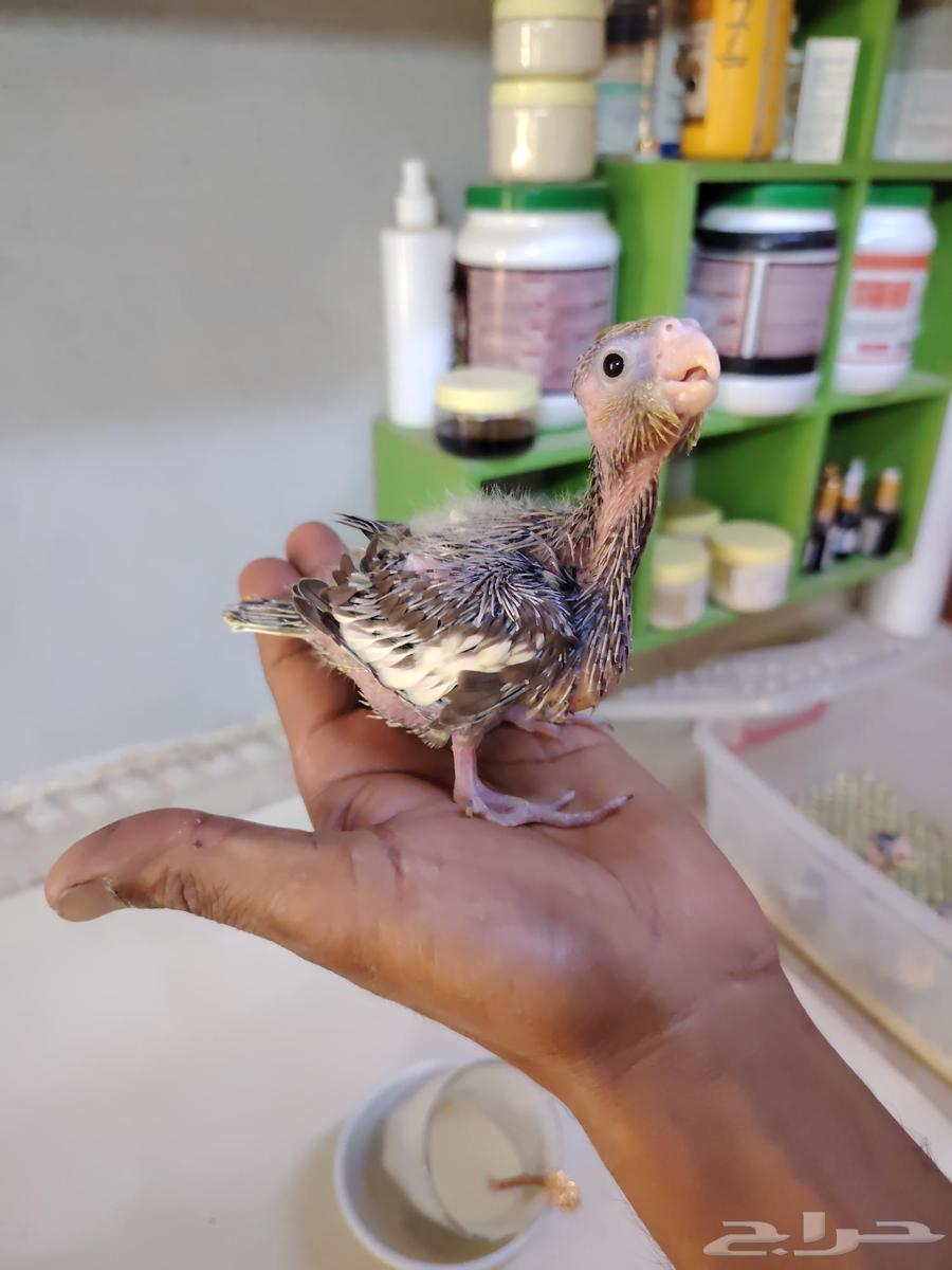 فرخ ببغاء كروان مناسب للأطفال64594503541634112