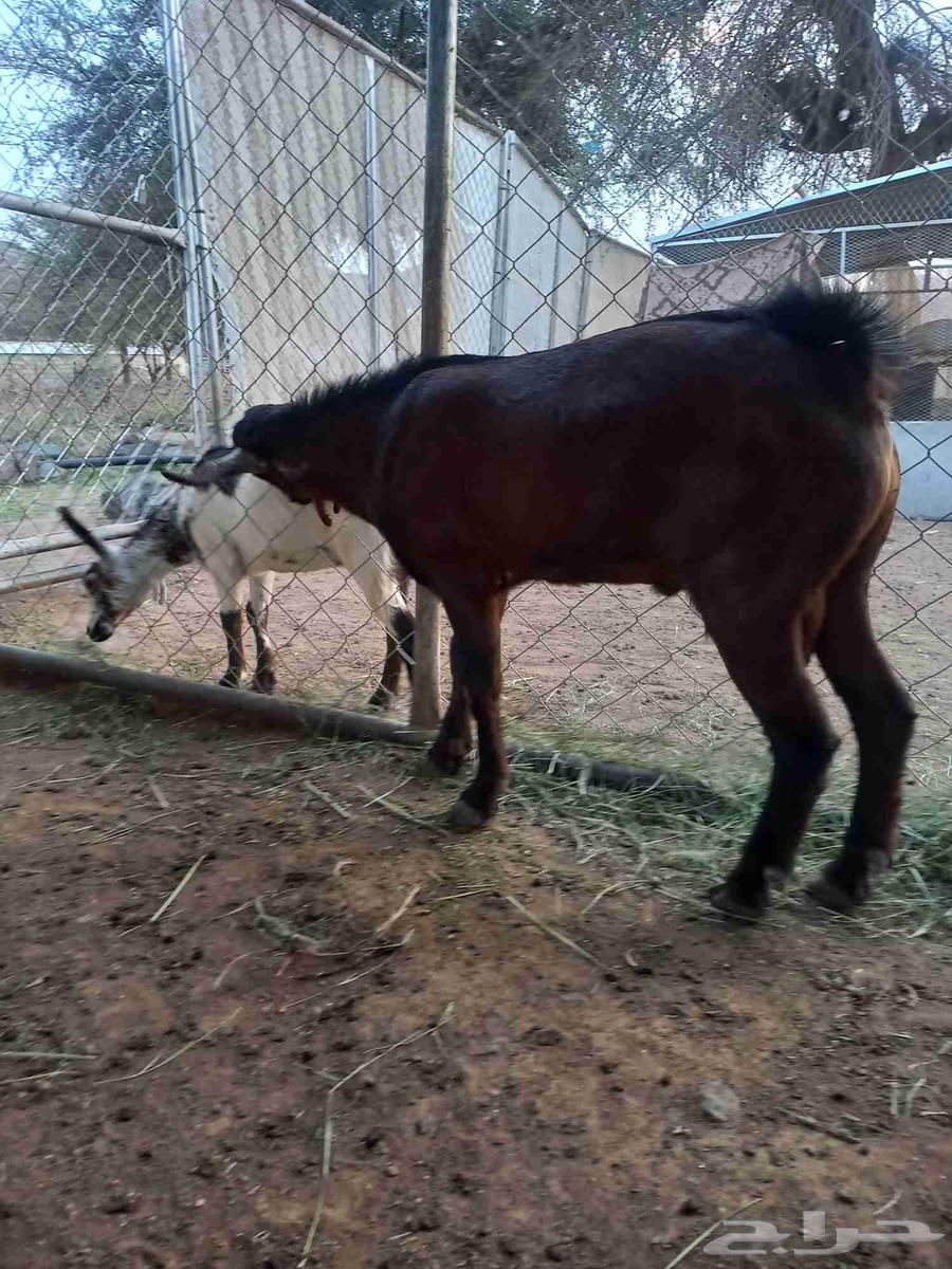 تيس مشروع فحل أدهم أجم كفوو64591093119363113