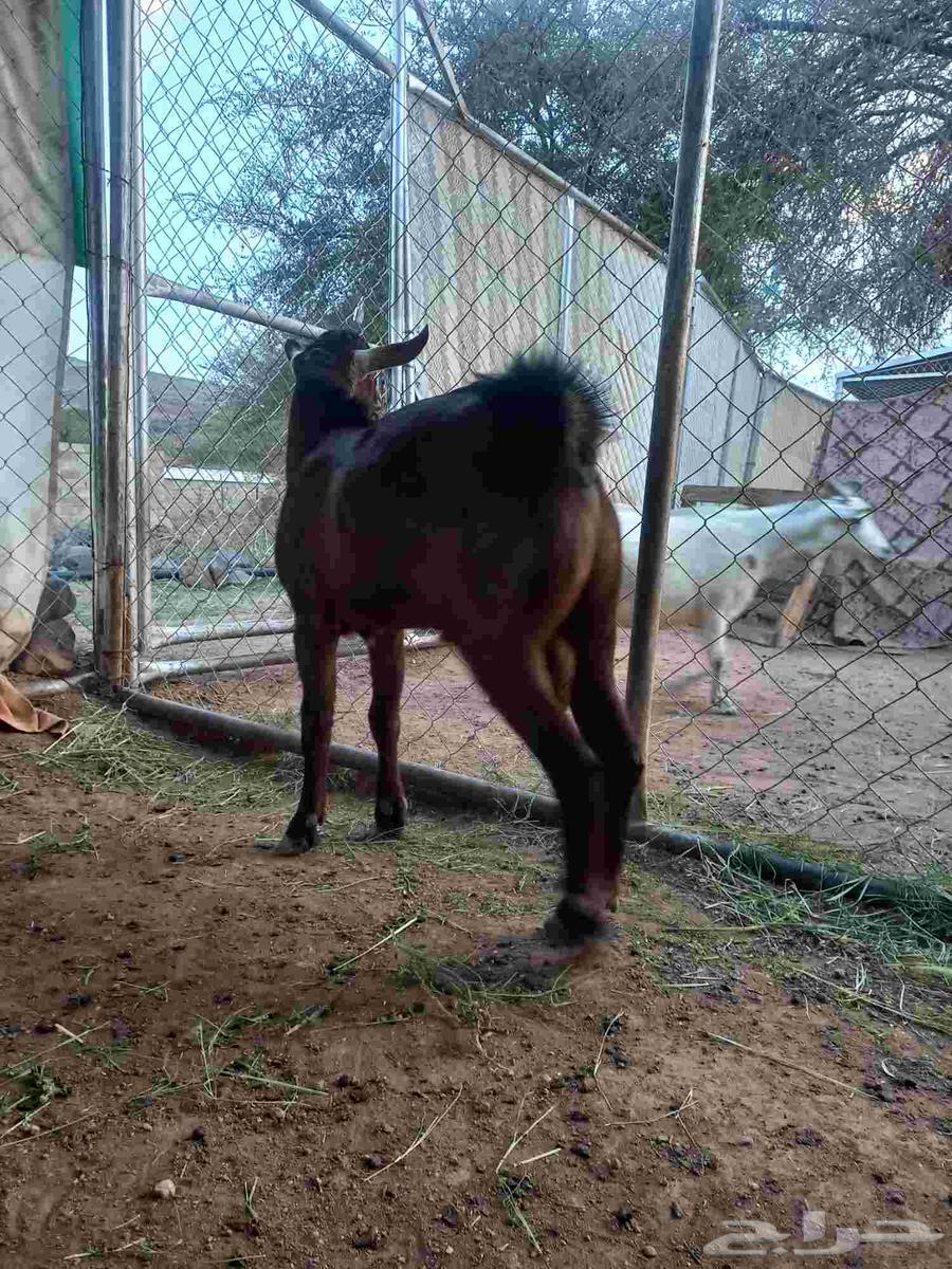 تيس مشروع فحل أدهم أجم كفوو64591093119363112