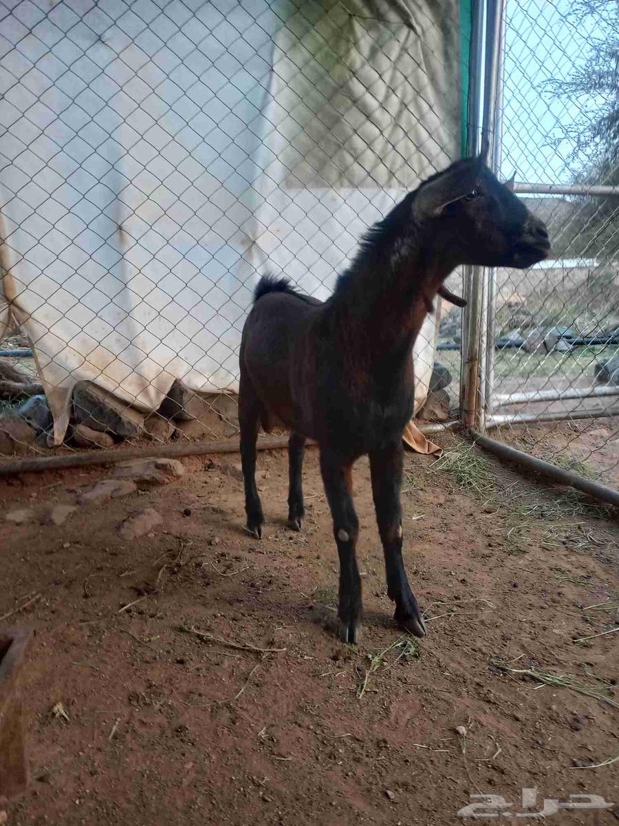 تيس مشروع فحل أدهم أجم كفوو64591093119363111