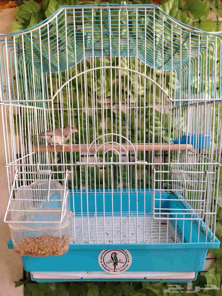 ذكر حسون طايفي مغرد64589940580865112