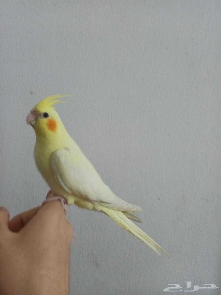 كروان لاتينو عيون حمر64587391729923110