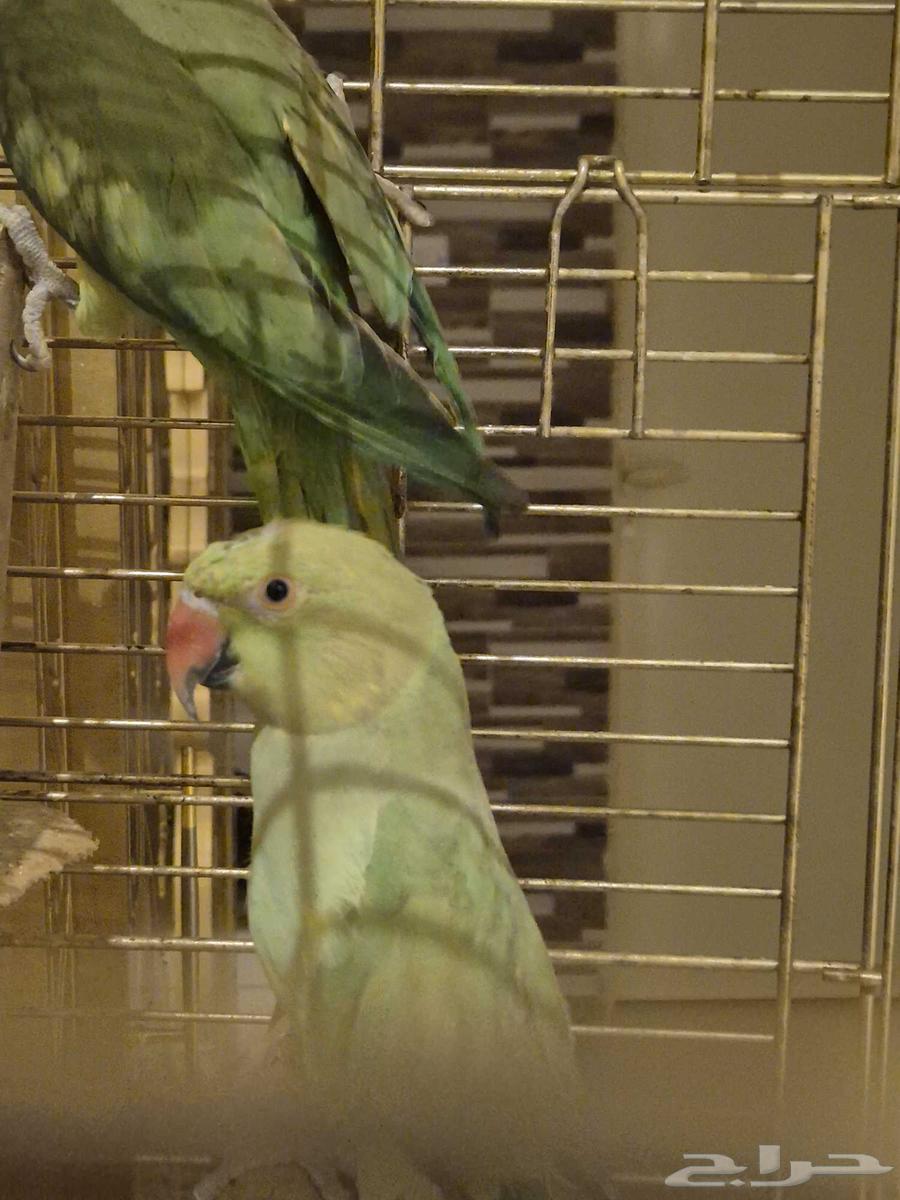 ببغاء الدرة64593191581699111