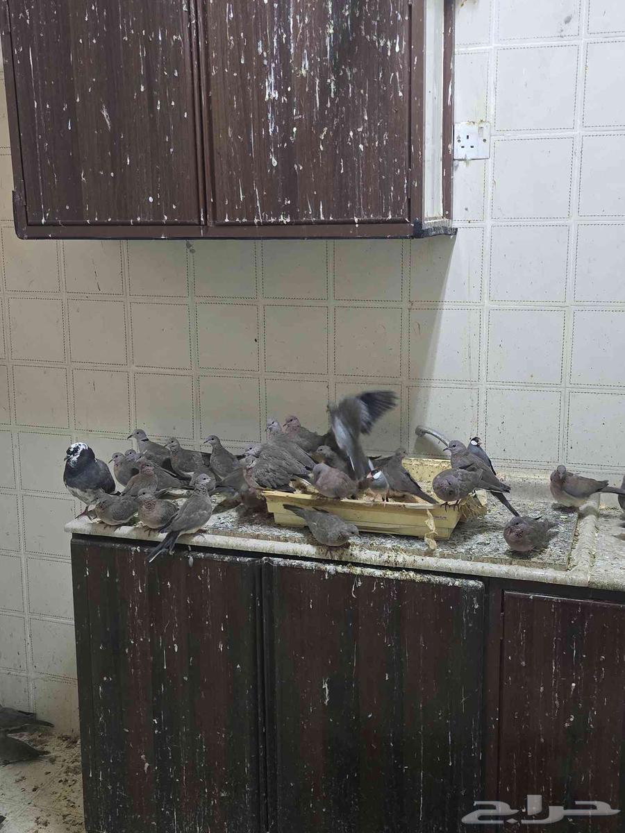 يمام النخيل للبيع64589940564099110