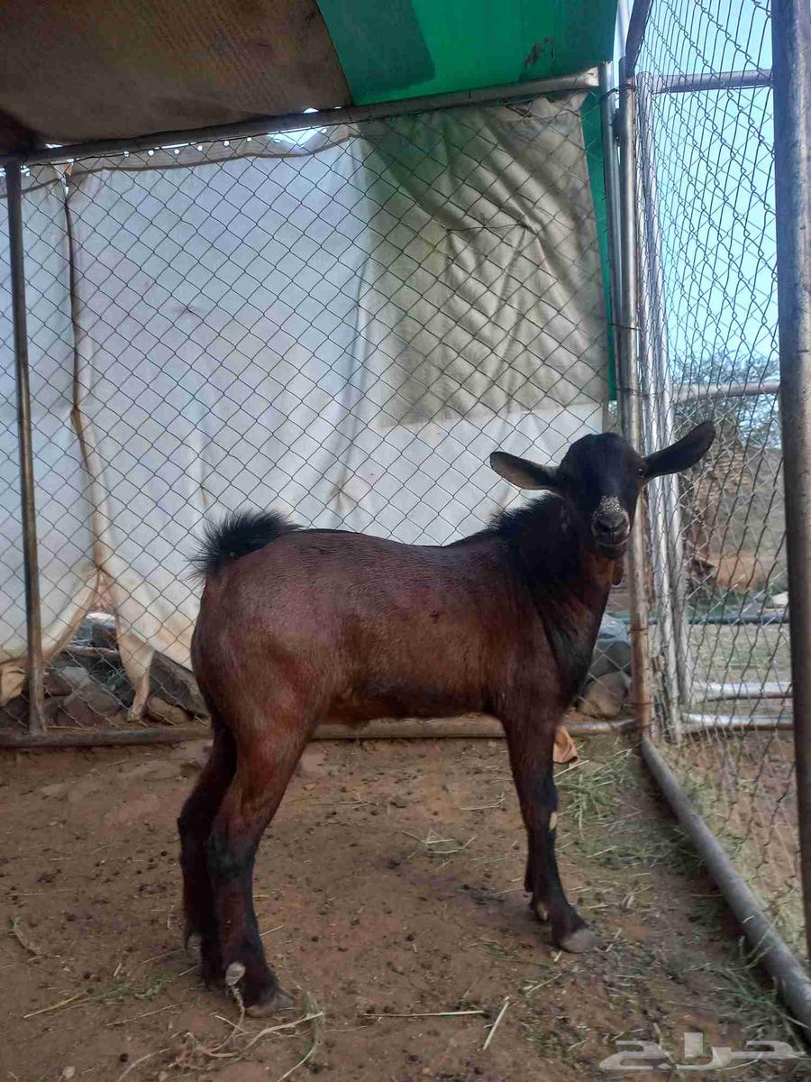 تيس مشروع فحل أدهم أجم كفوو64591093119363114