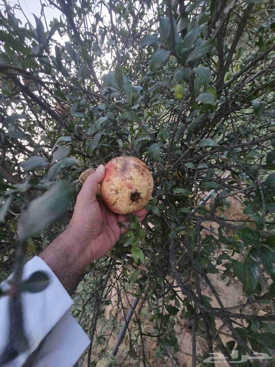 رمان للبيع64593900523651112