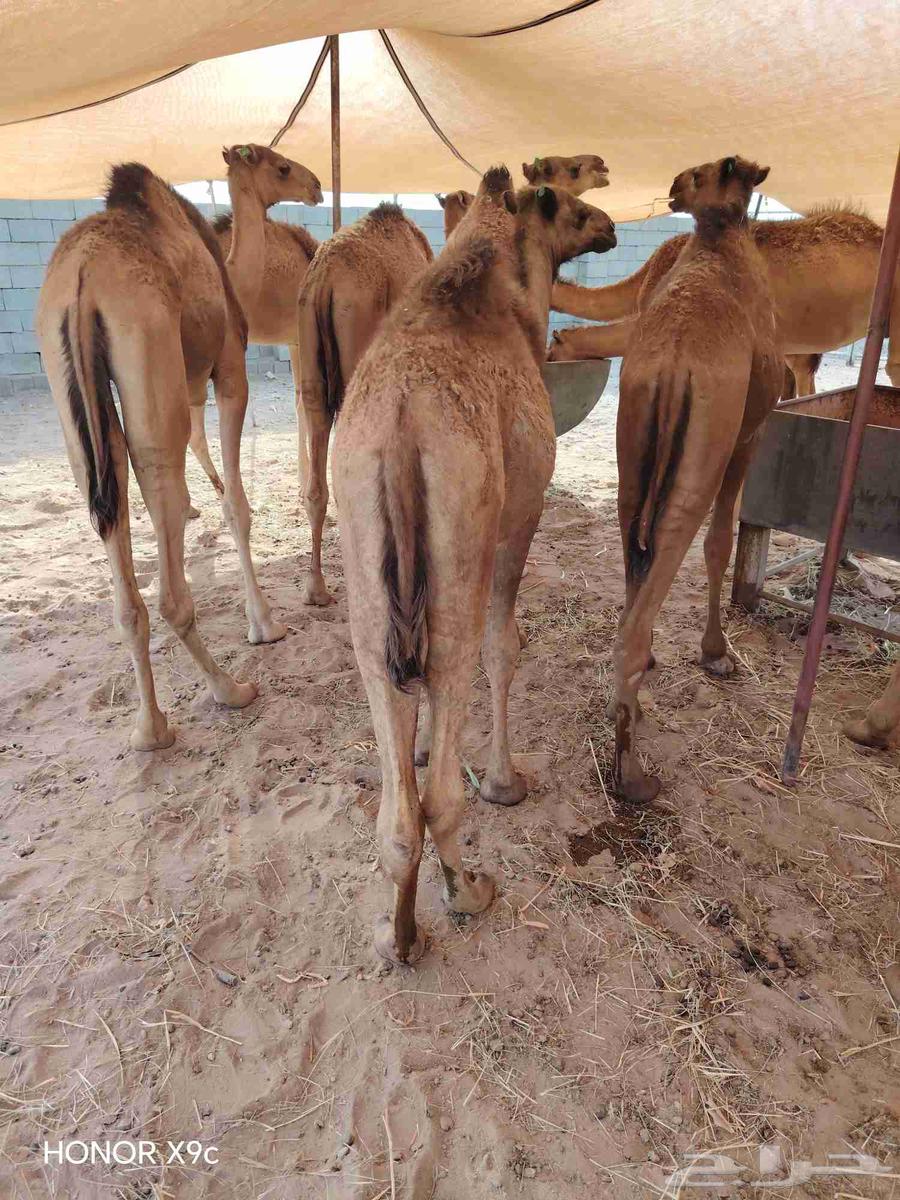 30 قعود صومالي مفاريد للبيع تفريد وجملة64593240003970110