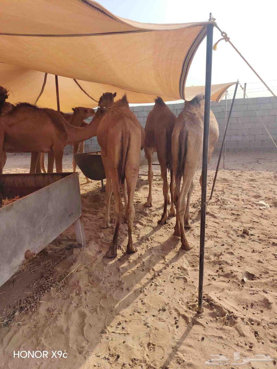 30 قعود صومالي مفاريد للبيع تفريد وجملة64593240003970112