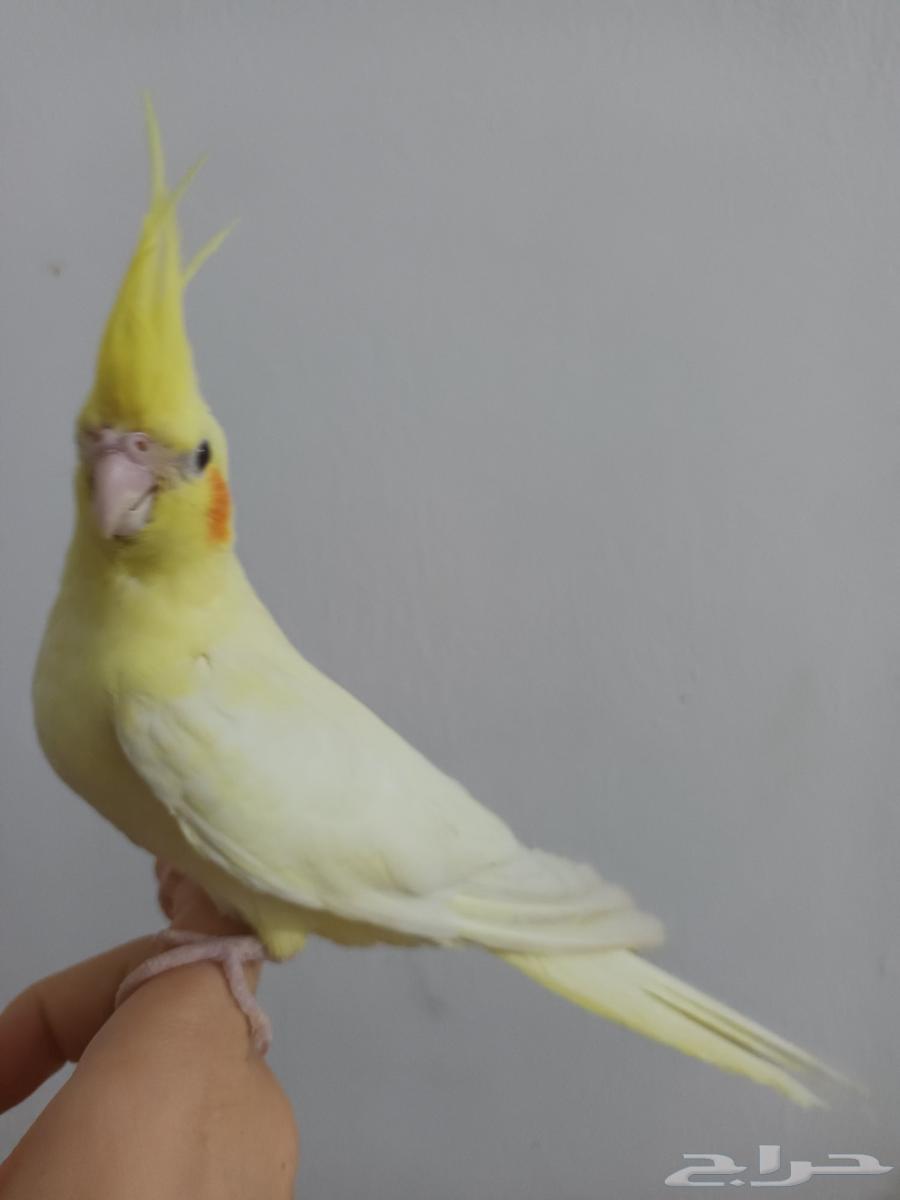 كروان لاتينو عيون حمر64587391729923111