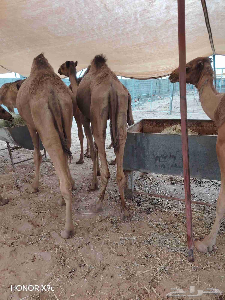 للتجار والملاحم اجود انواع القعدان الصومالي متنقي نقاوة64592021470209114