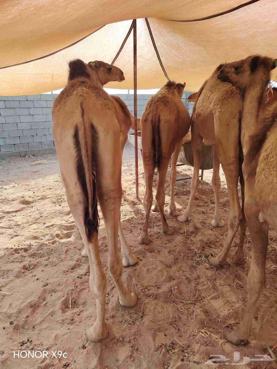 30 قعود صومالي مفاريد للبيع تفريد وجملة64593240003970111