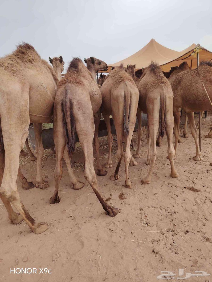 للتجار والملاحم اجود انواع القعدان الصومالي متنقي نقاوة64592021470209112