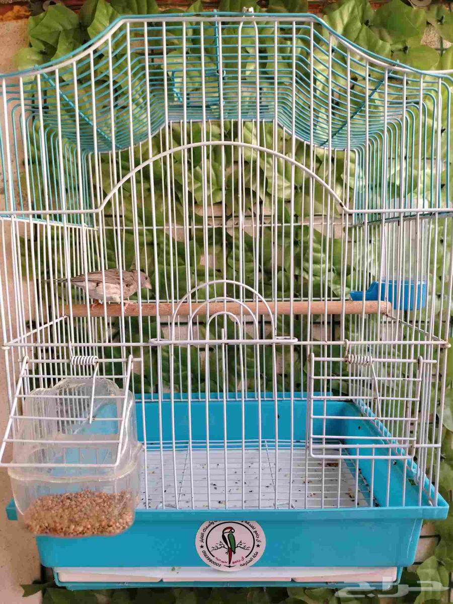 ذكر حسون طايفي مغرد64589940580865111