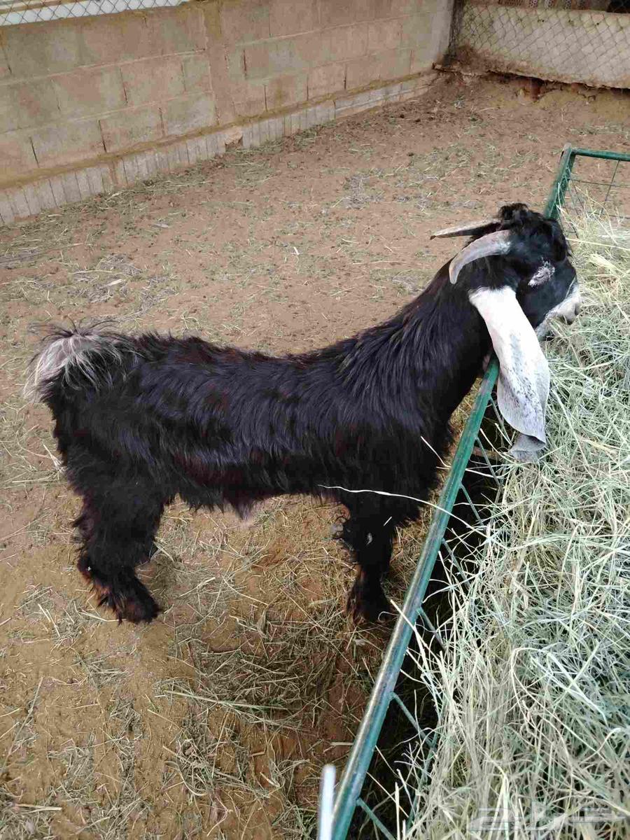 تيس عارضي فحل للبيع64589742921345110