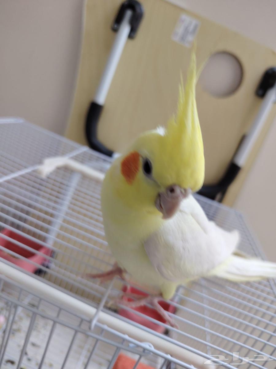 كروان ذكر عره سنه ونص64593095189635110