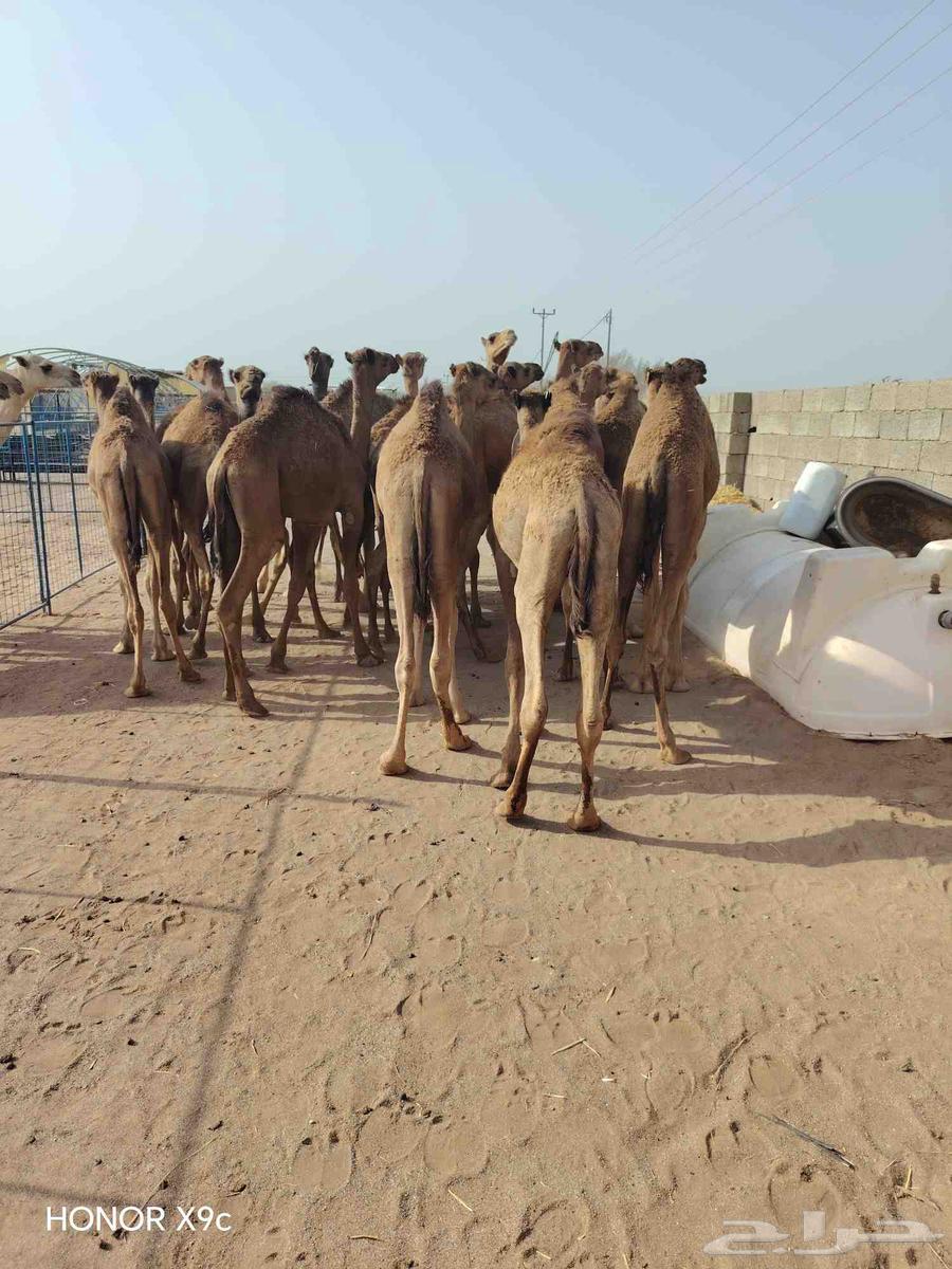 30 قعود صومالي مفاريد للبيع تفريد وجملة64593240003970114