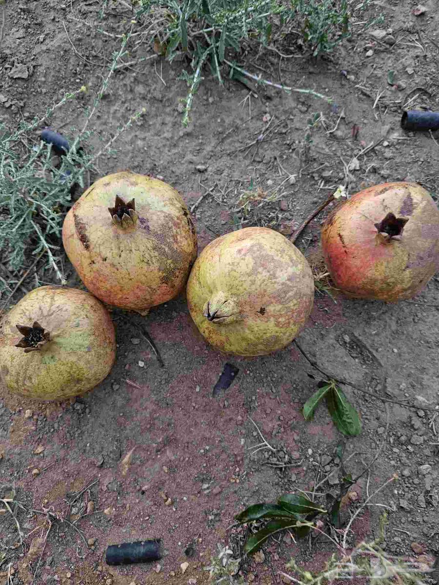 رمان للبيع64593900523651110