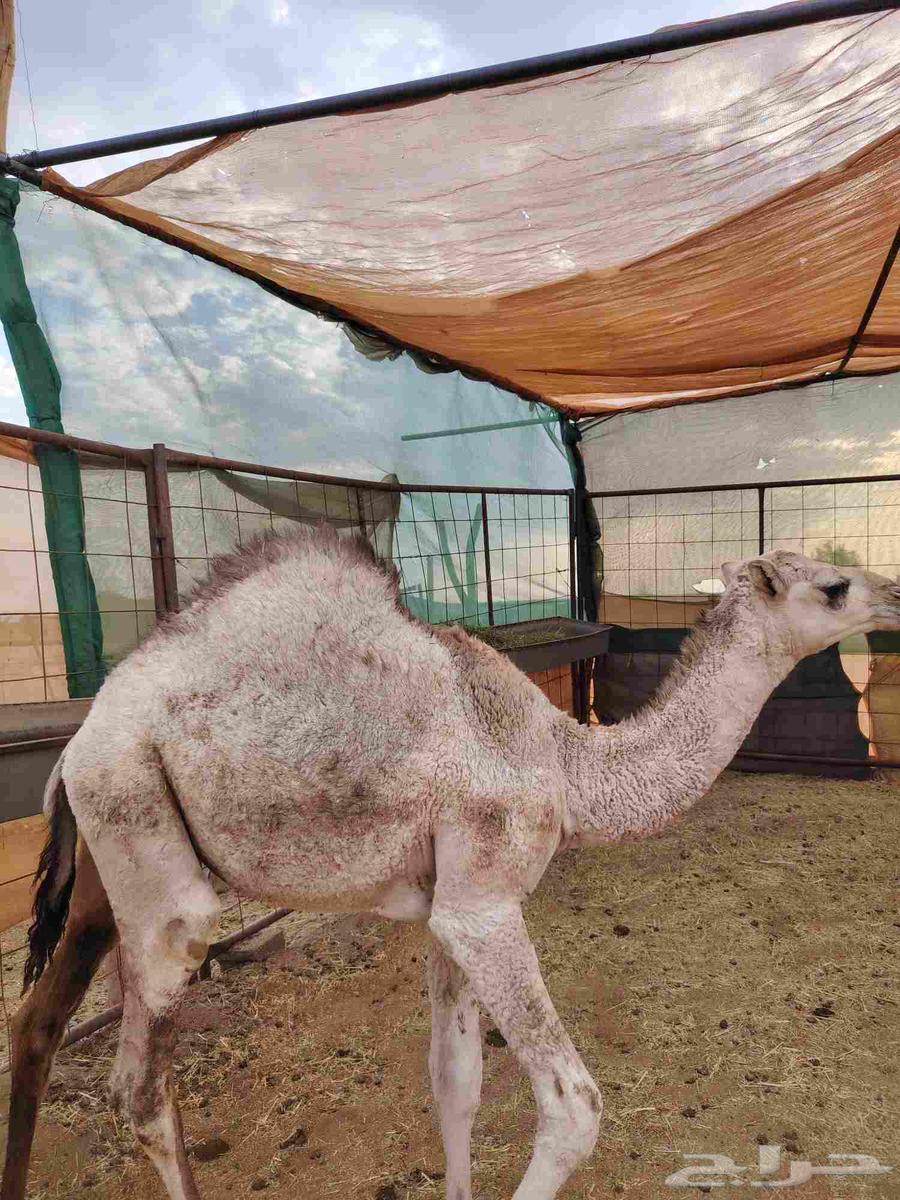 البيع قعود شحم فل عمره 6شهرر الموقع النخيل64595465193475110