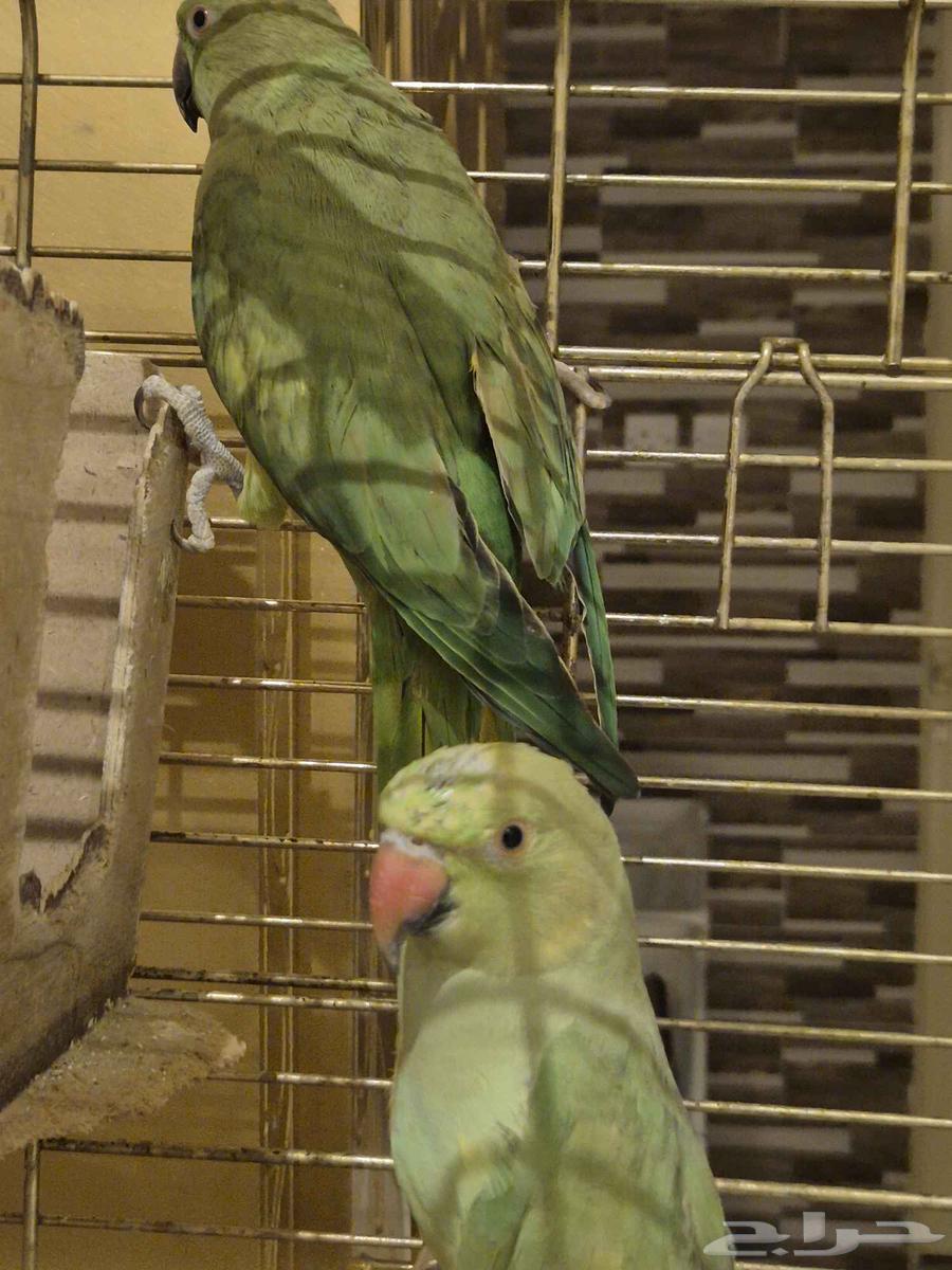 ببغاء الدرة64593191581699113