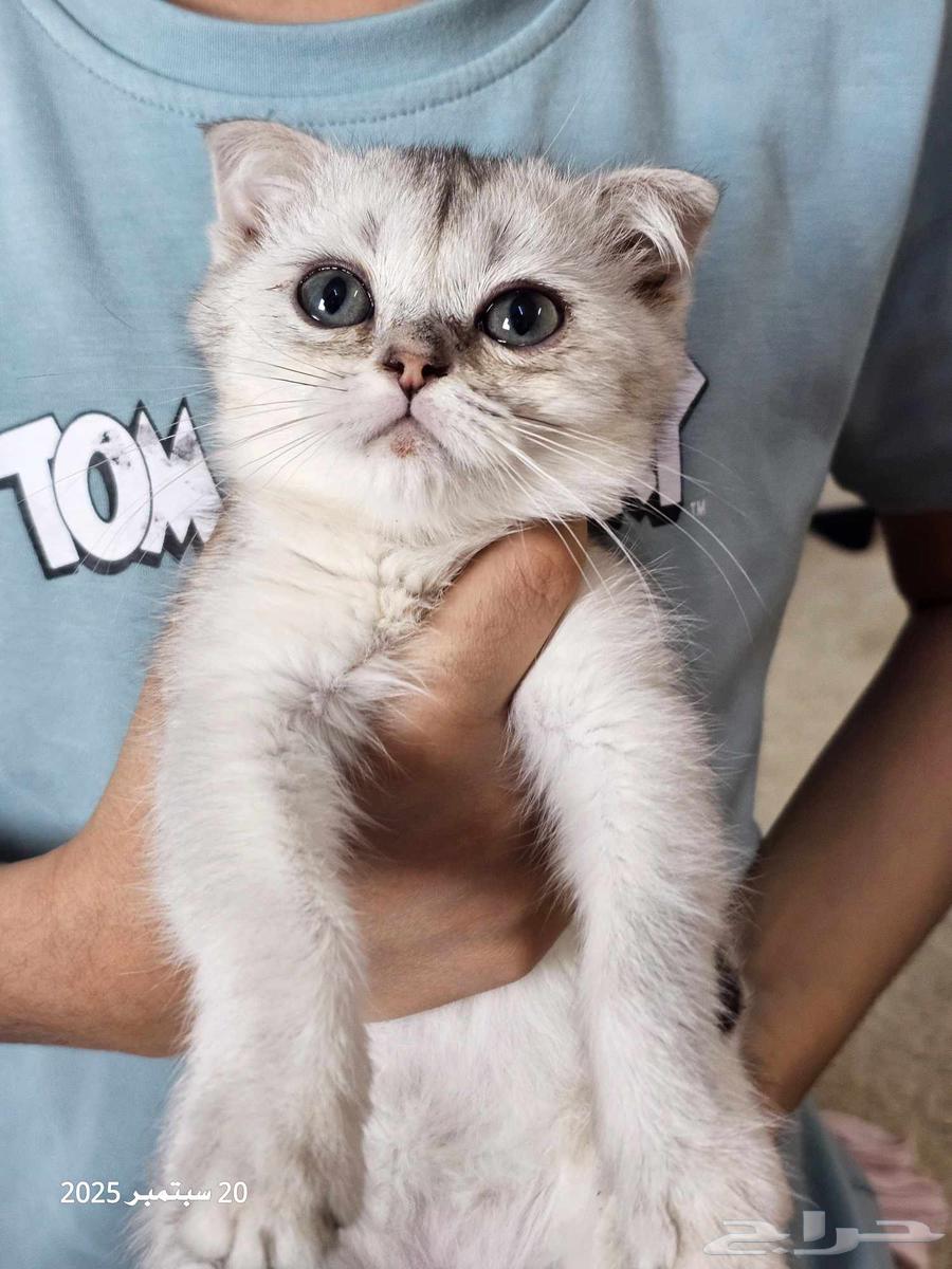 كتن سكوتش فولد وستريت البيع سمح64592950893825110