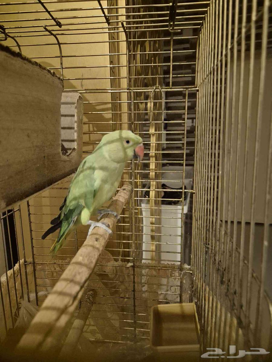 ببغاء الدرة64593191581699112