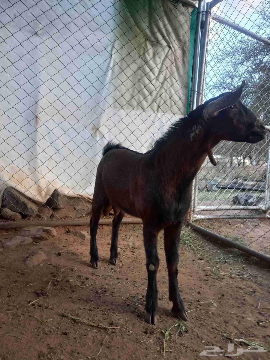 تيس مشروع فحل أدهم أجم كفوو64591093119363110