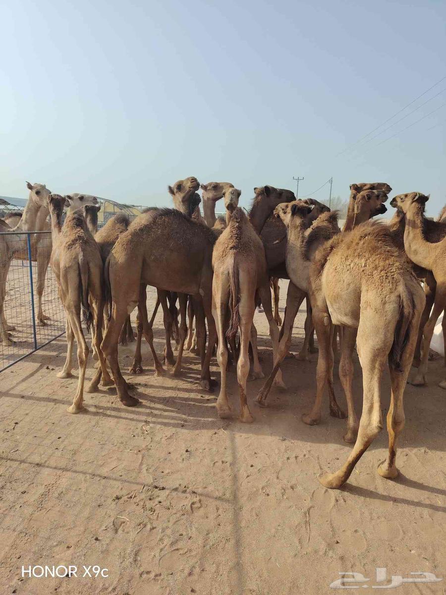 30 قعود صومالي مفاريد للبيع تفريد وجملة64593240003970113