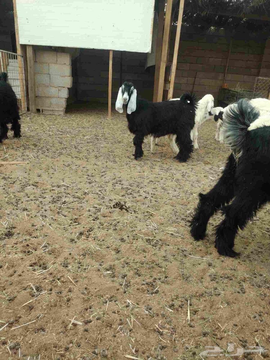 جفار صنف للبيع64596079715841113