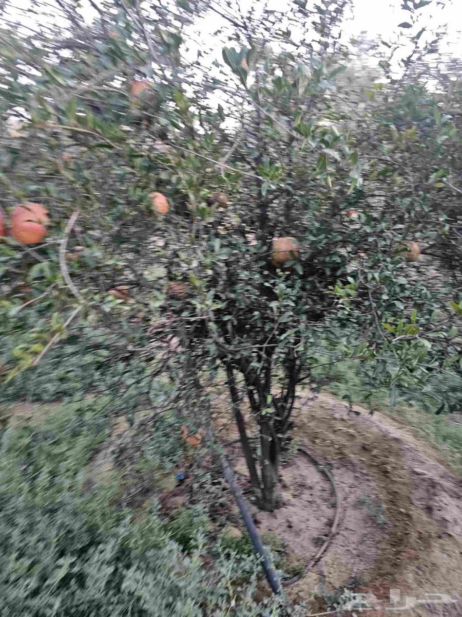 رمان للبيع64593900523651111