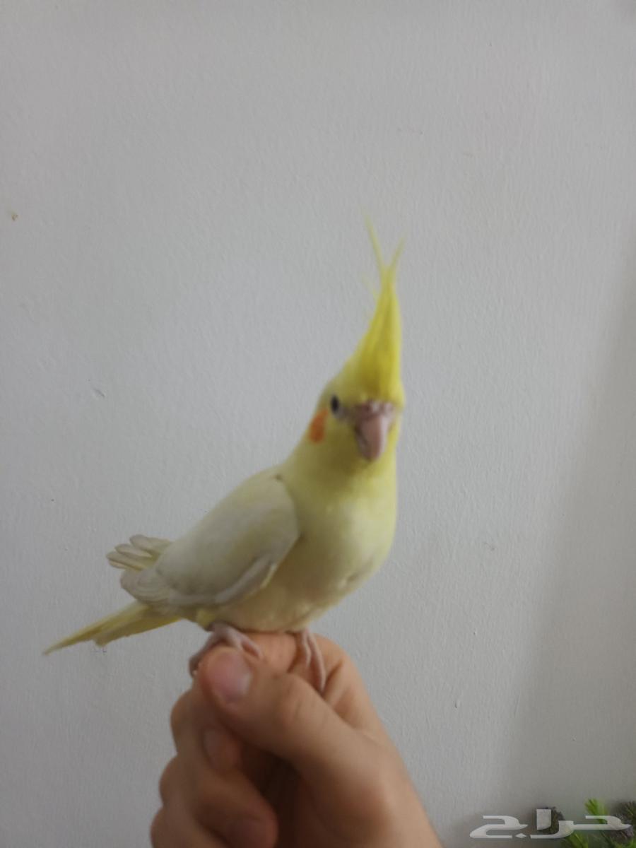 كروان لاتينو عيون حمر64587391729923112