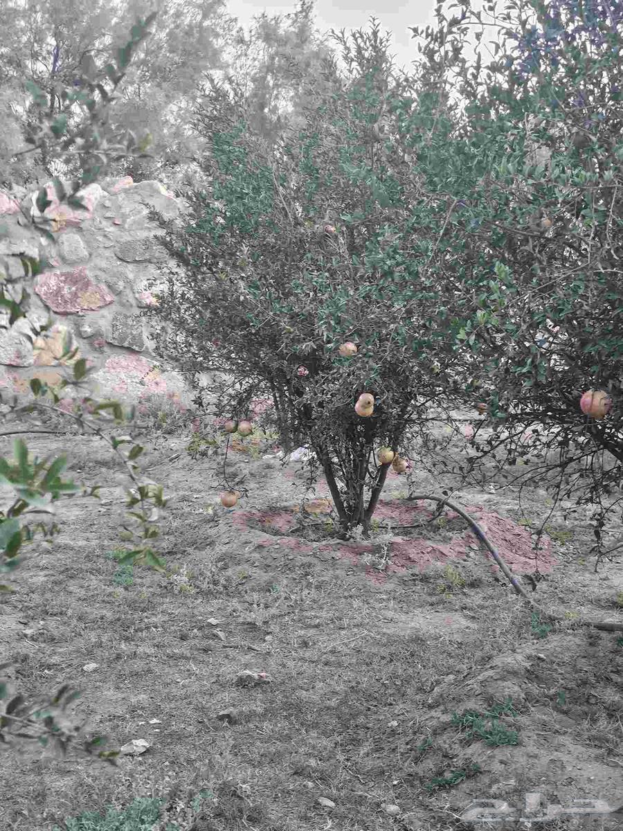 رمان للبيع64593900523651114