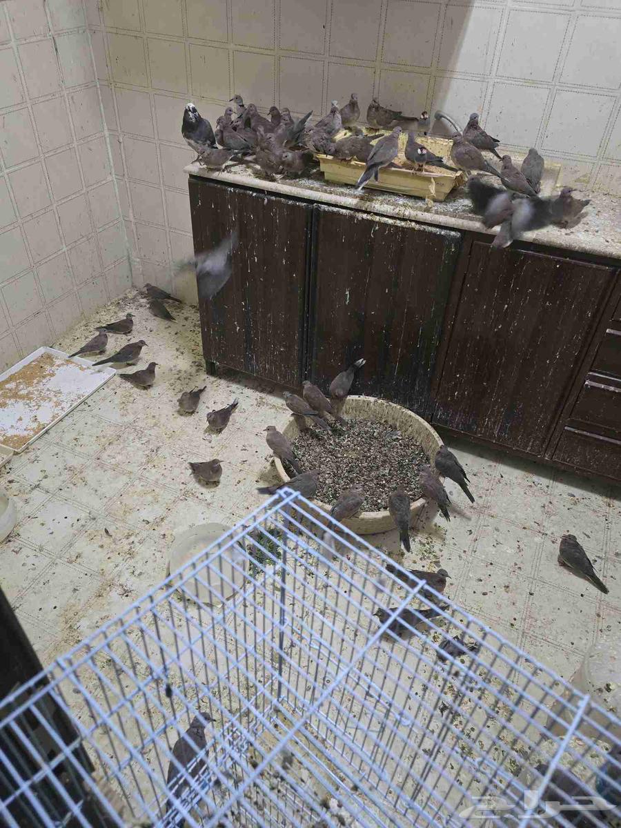 يمام النخيل للبيع64589940564099111