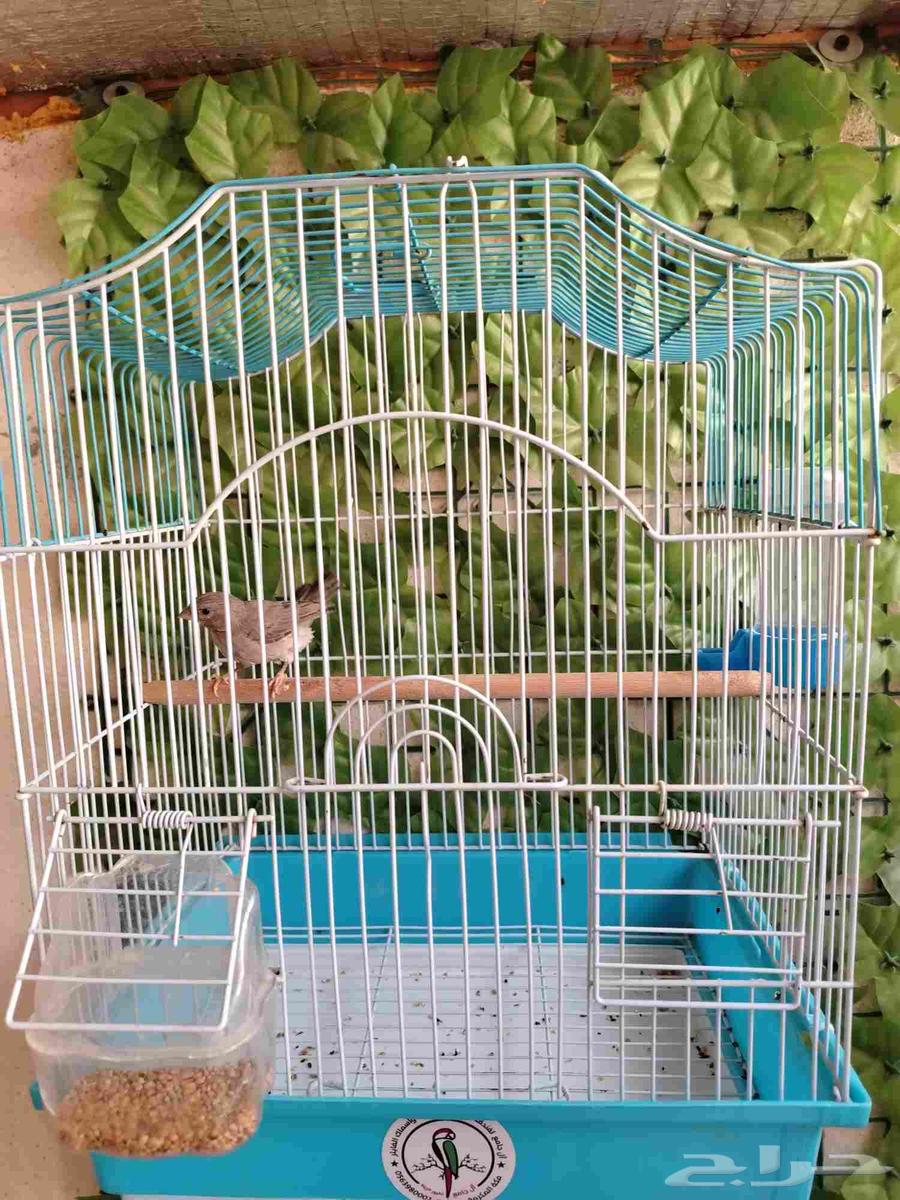 ذكر حسون طايفي مغرد64589940580865110