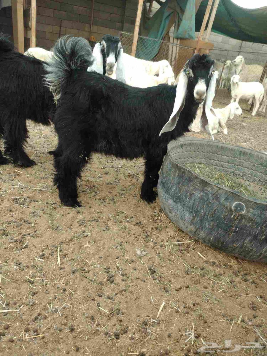 جفار صنف للبيع64596079715841114